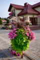 Ipomoea (wilec)