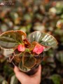Begonia typ Dragon Megawatt różowy kwiat, brązowy liść