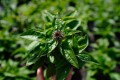 Jeżówka różowa, Echinacea Sombrero Rose