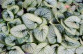 Brunera, Macrophylla Silver Heart