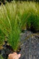Stipa, Tenuissima Pony tails