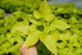 Ipomoea (wilec)