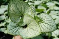Brunera, Macrophylla Silver Heart