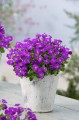 Żagwin fioletowy Axcent Deep Purple