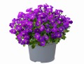 Żagwin fioletowy Axcent Deep Purple