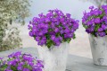 Żagwin fioletowy Axcent Deep Purple