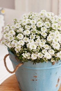 Ubiorek Wiecznie Zielony kolor bialy 