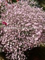 Gipsówka, Gypsophila Repens Pink Wedding (Jasny Róż)