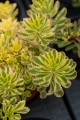 Rozchodnik kamczacki 'The Edge’ Sedum