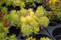 Rozchodnik kamczacki 'The Edge’ Sedum