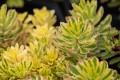 Rozchodnik kamczacki 'The Edge’ Sedum