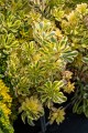 Rozchodnik kamczacki 'The Edge’ Sedum