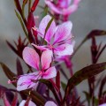 Gaura Graceful Light Pink