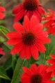 Jeżówka czerwona Echinacea Sombrero Salsa Red