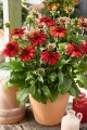 Jeżówka czerwona Echinacea Sombrero Salsa Red
