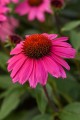Jeżówka różowa, Echinacea Sombrero Rose