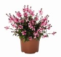 Gaura Graceful Pink