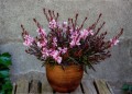 Gaura Graceful Light Pink