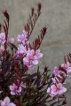 Gaura Graceful Light Pink