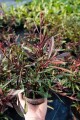 Gaura Graceful Pink