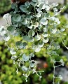 Dichondra Silver Falls