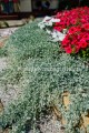 Dichondra Silver Falls