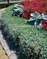 Dichondra Silver Falls