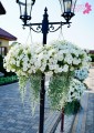 Dichondra Silver Falls