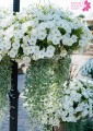 Dichondra Silver Falls