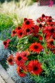 Jeżówka żółta Echinacea Sombrero Yellow