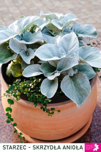 Starzec Skrzydła Anioła, Angel Wings 