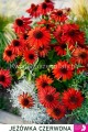 Jeżówka czerwona Echinacea Sombrero Salsa Red