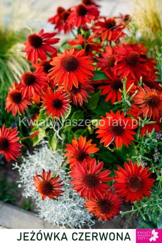 Jeżówka czerwona Echinacea Sombrero Salsa Red