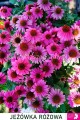 Jeżówka różowa, Echinacea Sombrero Rose