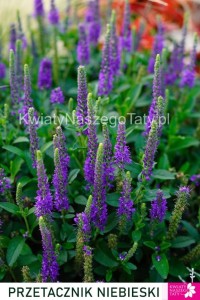 Przetacznik niebieski, Veronica Anniversary Blue