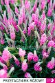 Przetacznik różowy, Veronica Anniversary Rose
