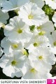 Supertunia™ VISTA™ Snowdrift