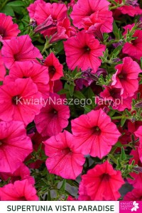 Supertunia™ VISTA™ Paradise