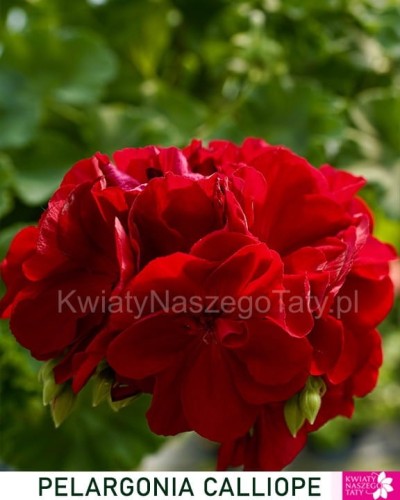 Pelargonia Calliope czerwona