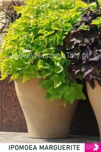 Ipomea Marguerite  (Wilec)   