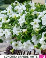 Petunia Conchita Grande White