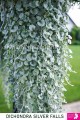 Dichondra Silver Falls