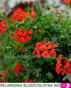 Pelargonia Bluszczolistrna (kolor czerwony)
