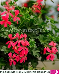 Pelargonia Bluszczolistna  (kolor ciemny róż)