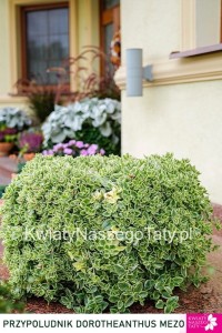 Przypołudnik Stokrotkowy, Dorotheanthus  Mezoo 