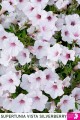 Supertunia™ VISTA™ Silverberry