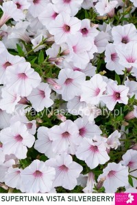 Supertunia™ VISTA™ Silverberry