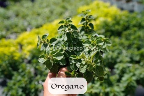 Oregano