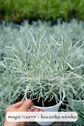 Magi, Kocanka włoska