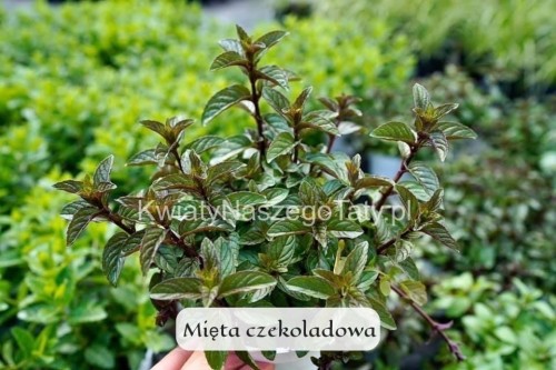 Mięta czekoladowa